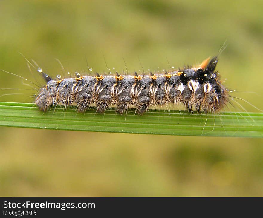 Caterpillar; monster; shaggy; larva, grub