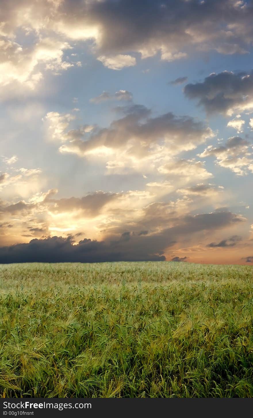 Wheat field during stormy day