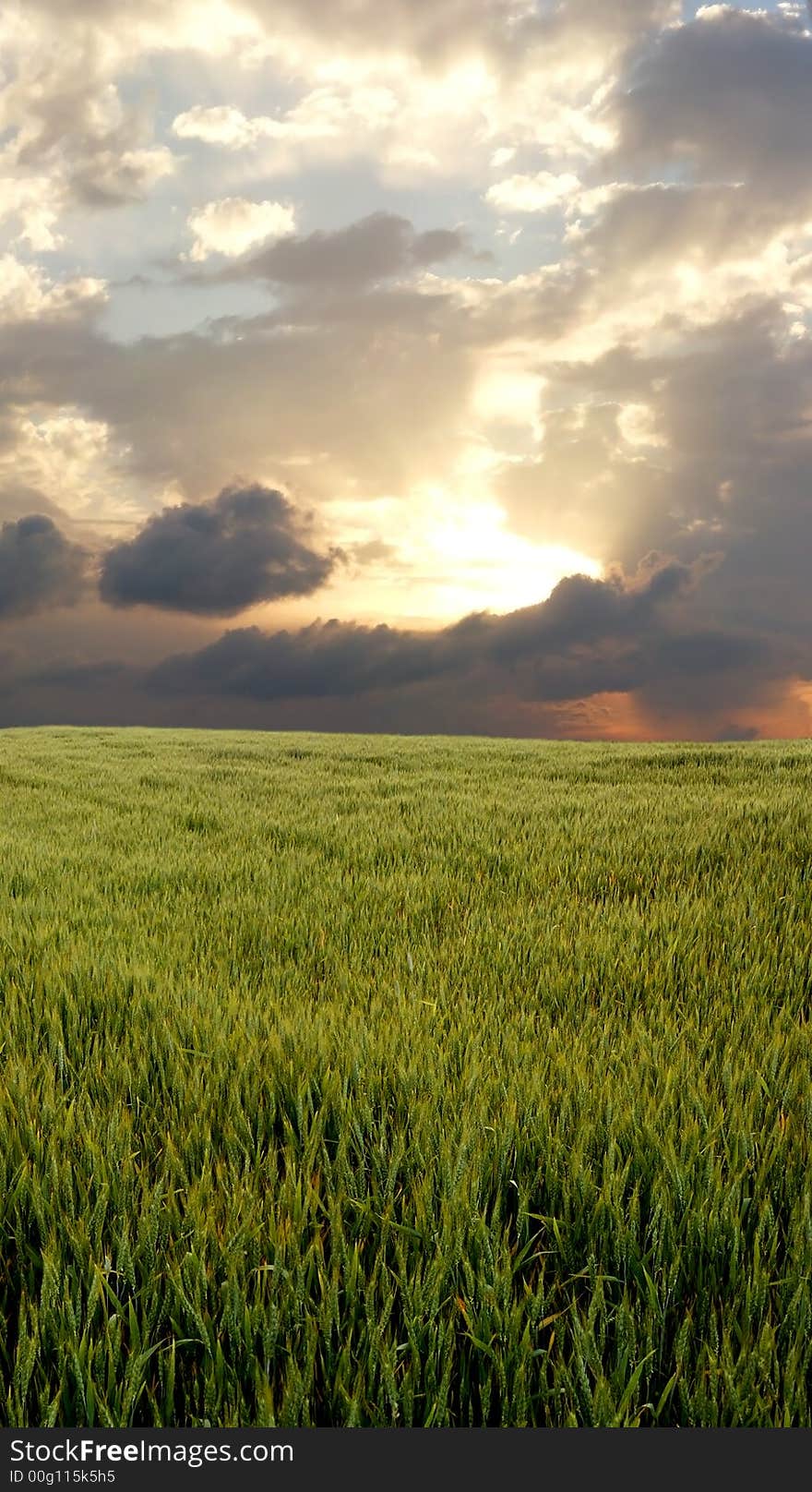 Wheat Field During Stormy Day