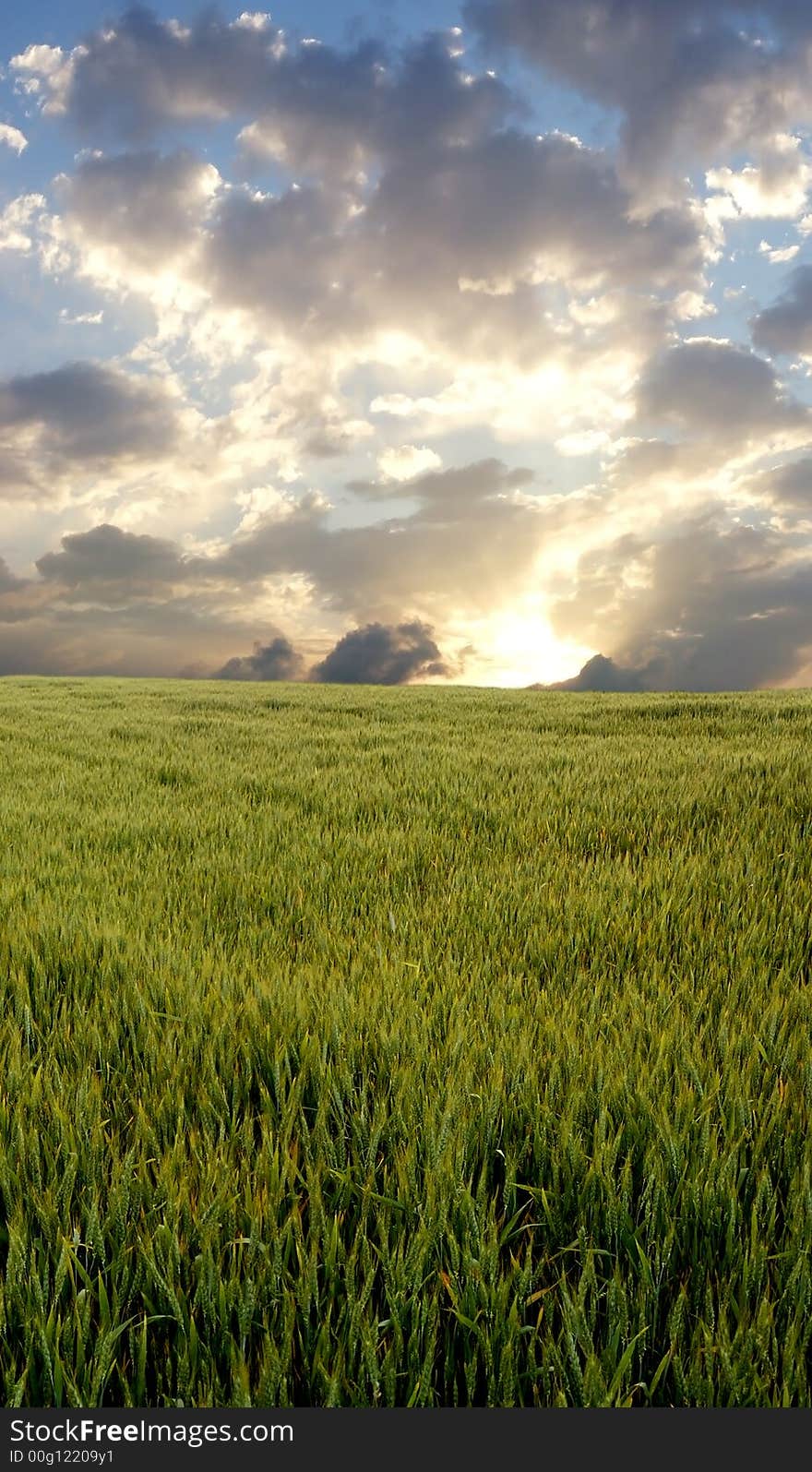 Wheat field during stormy day