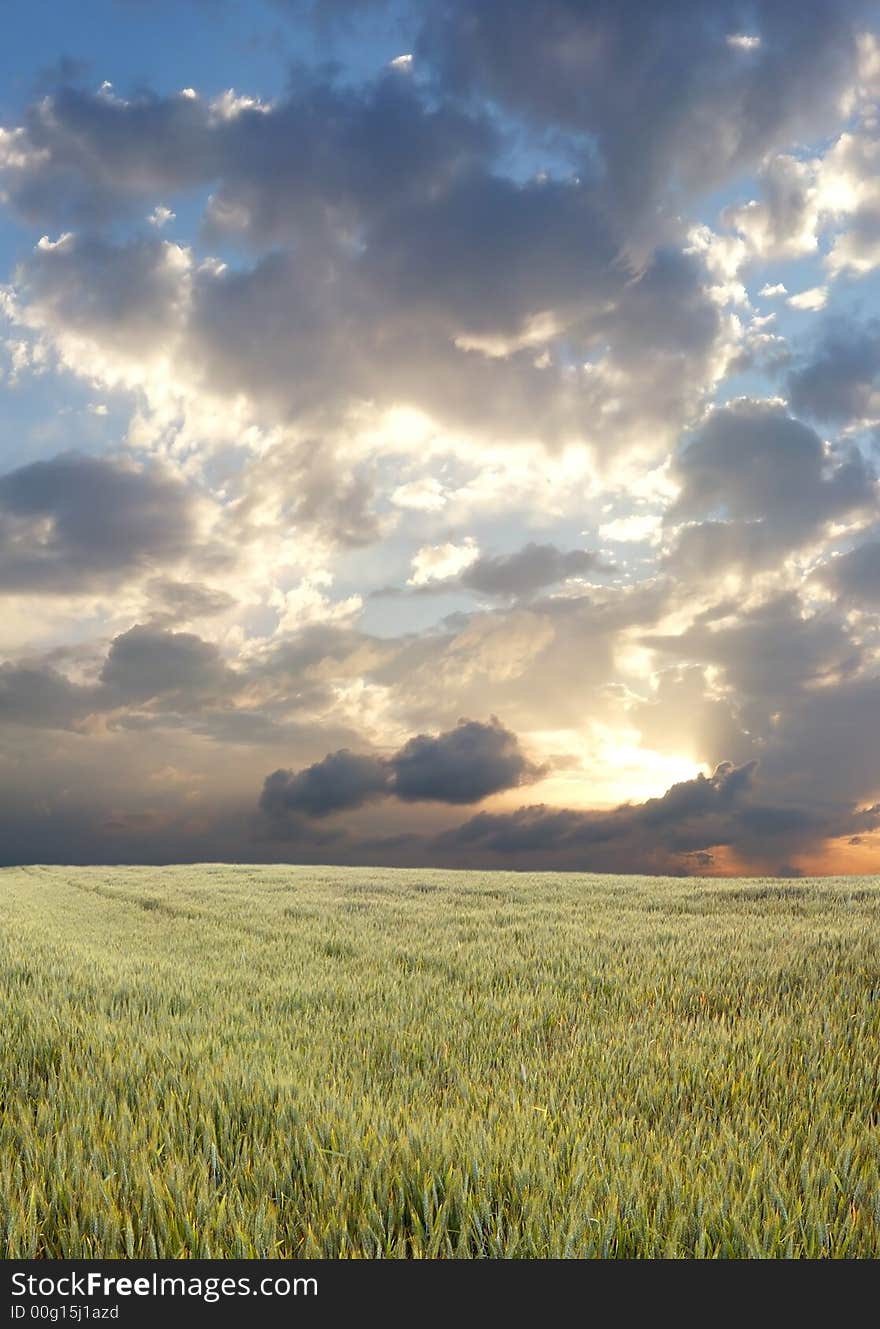 Wheat field during stormy day