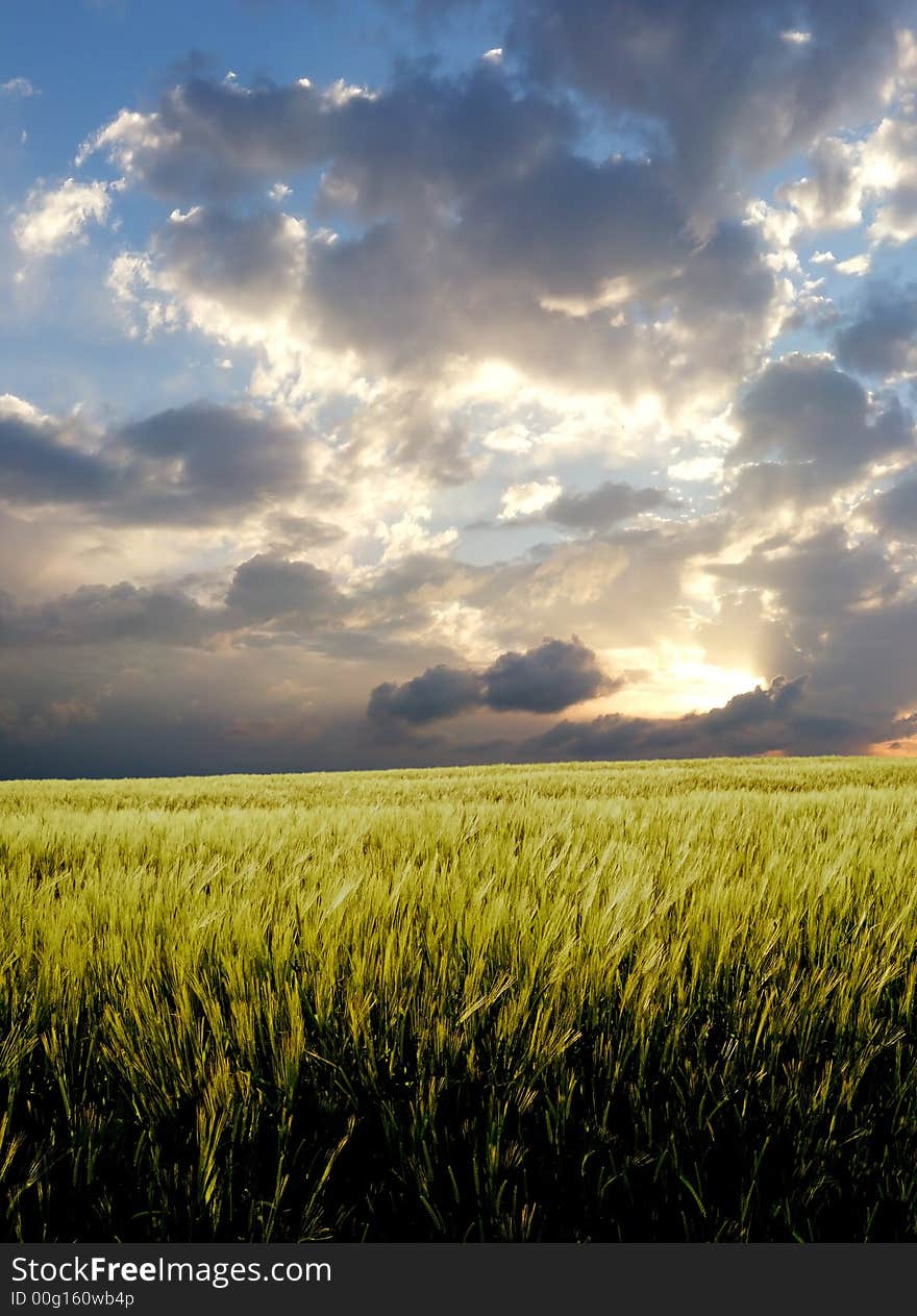 Barley field during stormy day.