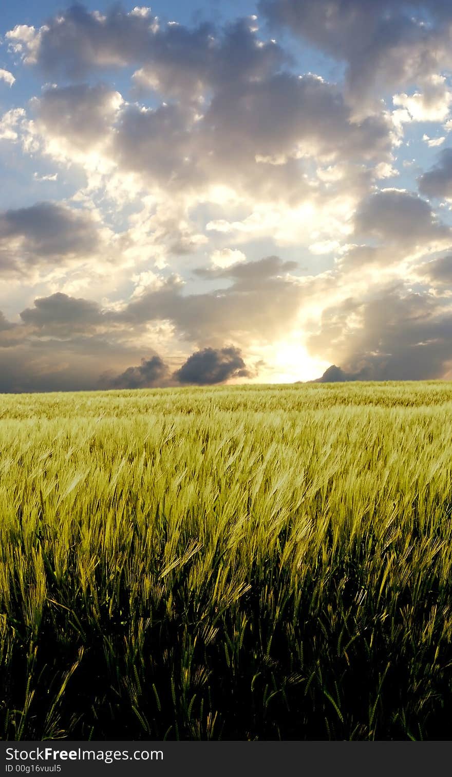 Barley field during stormy day