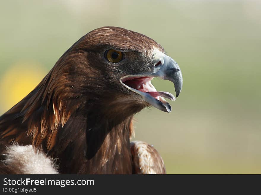 Golden eagle head