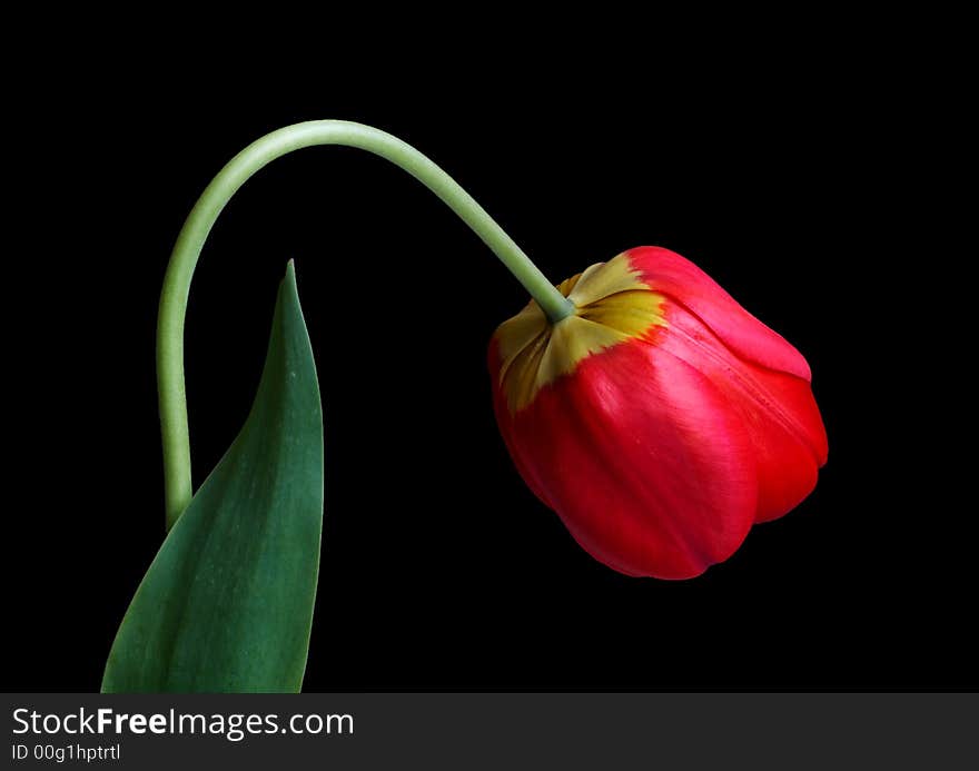 One red tulip isolated on black background