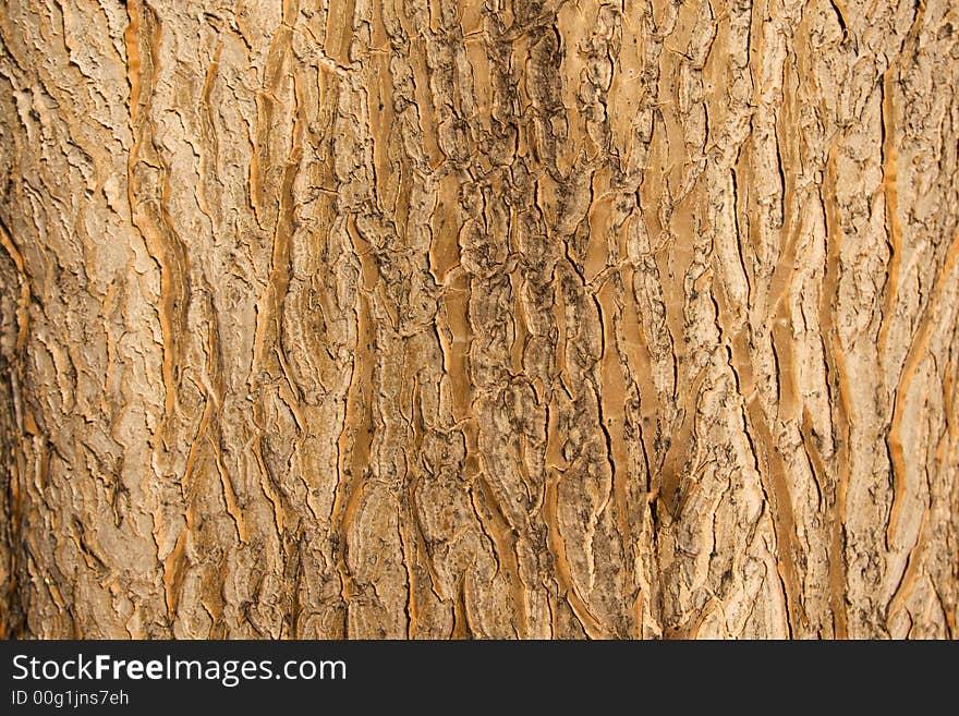 Background texture of tree bark in bright sunlight. Background texture of tree bark in bright sunlight