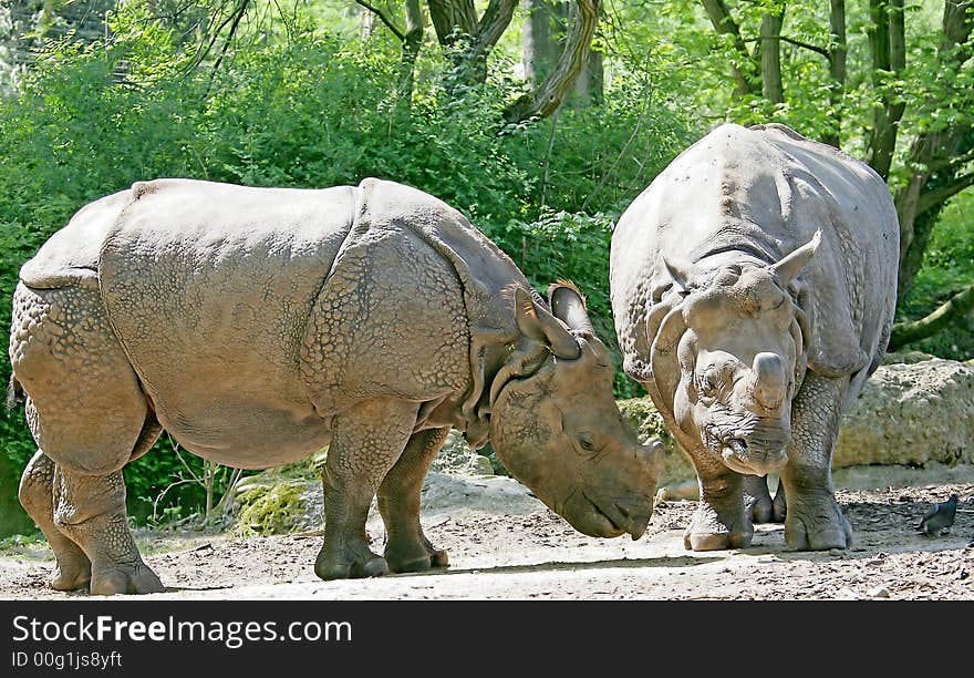 Couple of nice african rhinoceros. Couple of nice african rhinoceros