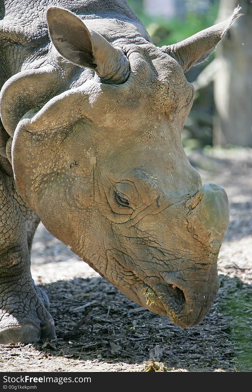 Profile portrait of african rhinoceros. Profile portrait of african rhinoceros