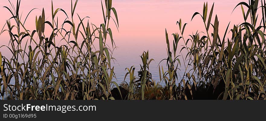 Water plants on a sea sunset  background  -  3D scene. Water plants on a sea sunset  background  -  3D scene.