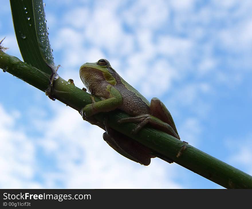 A tree frog and sky