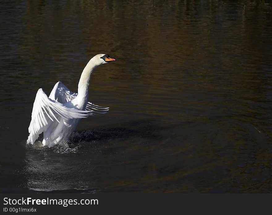 This Mute Swan has the elegance and grace in order for it to stand tall & proud.