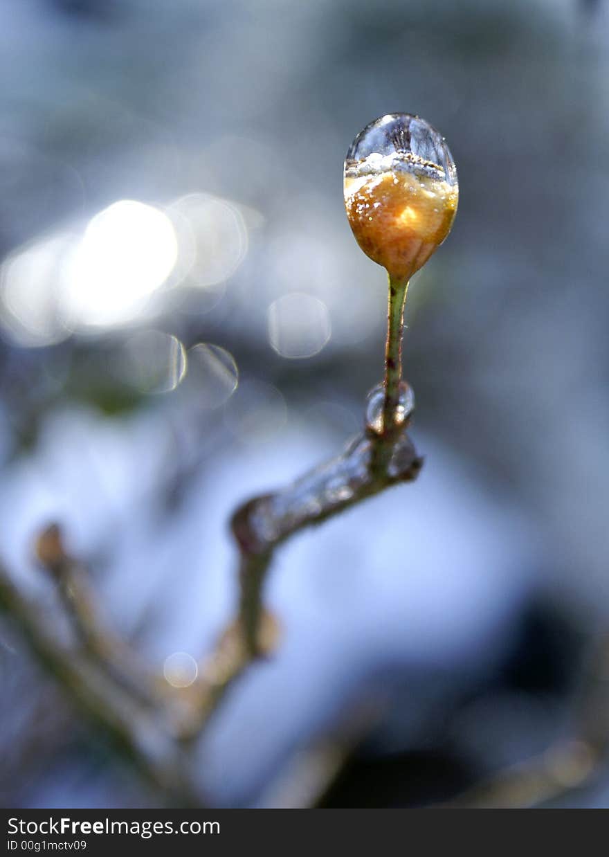 Frozen Bud