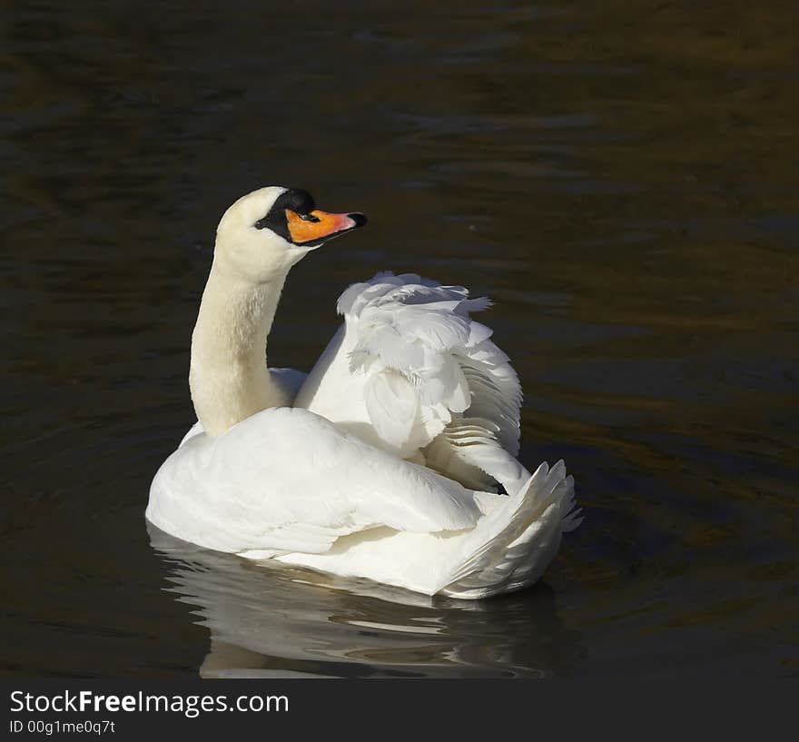 This graceful Mute Swan looks back to check on it's admirer's. This graceful Mute Swan looks back to check on it's admirer's.