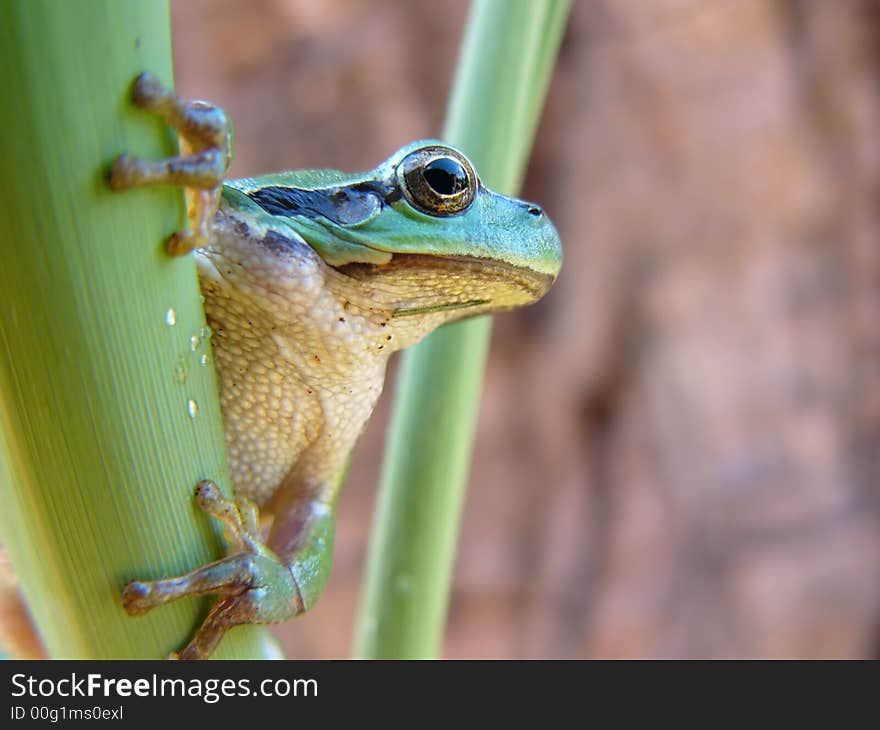 Tree Frog