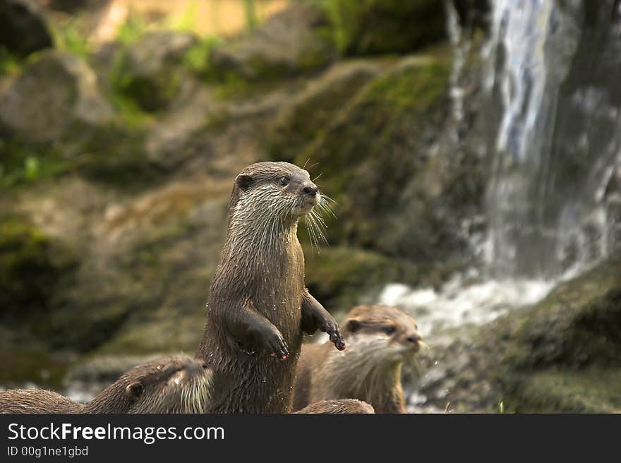 The Eurasian otter is one of the sad casualties of the 20th century with populations declining by 95% in certain parts of England and Wales. The Eurasian otter is one of the sad casualties of the 20th century with populations declining by 95% in certain parts of England and Wales.