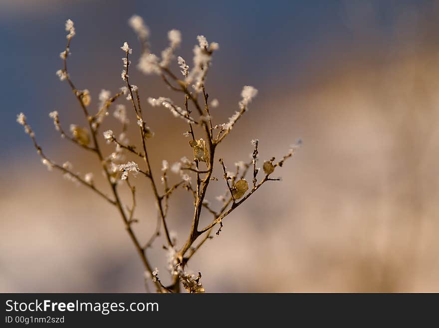 Closed-up frozen branch with small pieces of ice and old leaves. Closed-up frozen branch with small pieces of ice and old leaves.