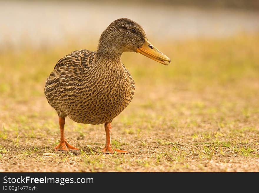 Portrait of a Mallard