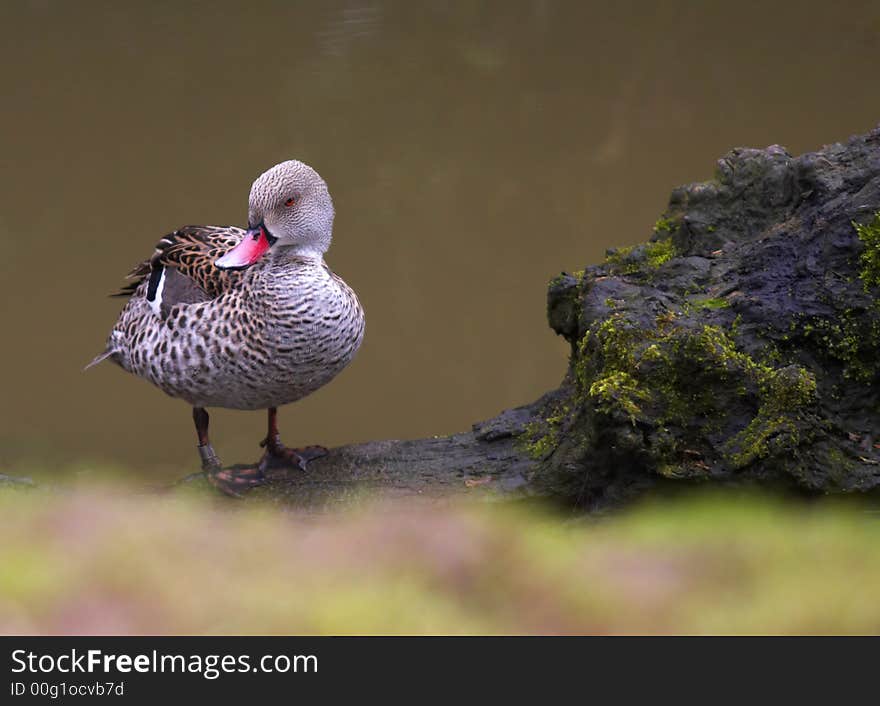 This beautiful hybrid duck was photographed at Slimbridge WWT. A wildlife wetland reserve in the UK. This beautiful hybrid duck was photographed at Slimbridge WWT. A wildlife wetland reserve in the UK.