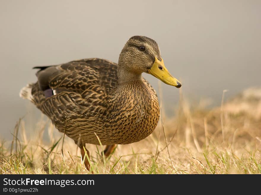 Mallard Close Up