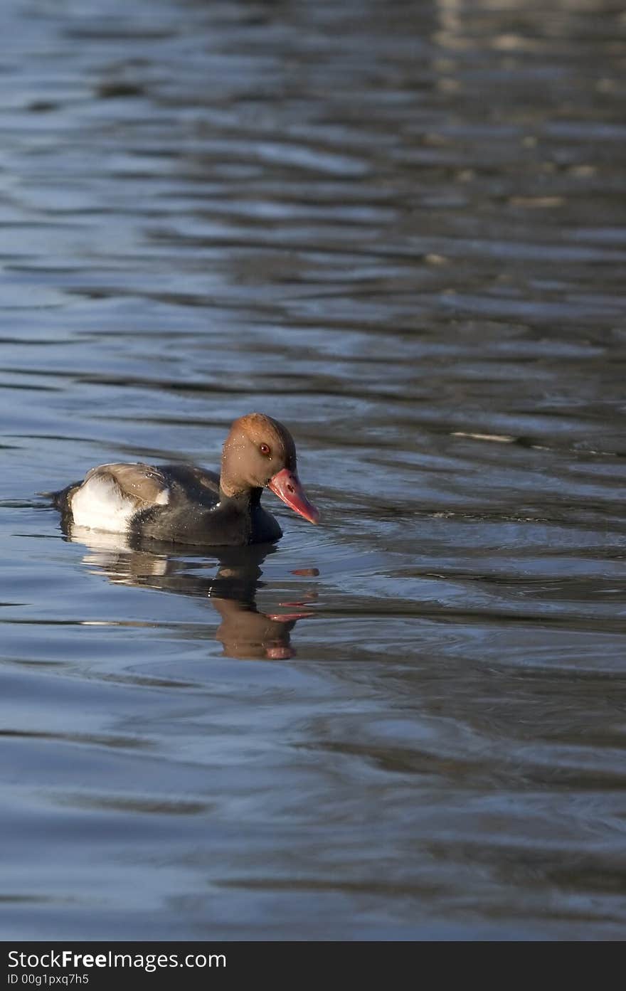 This rare UK visitor was captured on a lake in the West Country. This rare UK visitor was captured on a lake in the West Country.