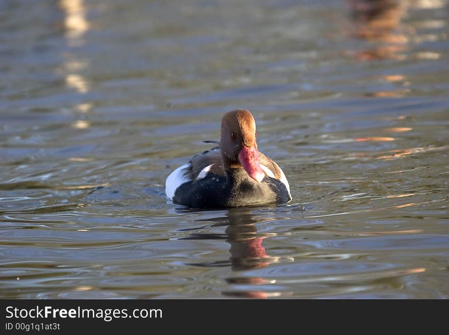 A rare visitor to the UK, the image was captured in the West Country in December. A rare visitor to the UK, the image was captured in the West Country in December.