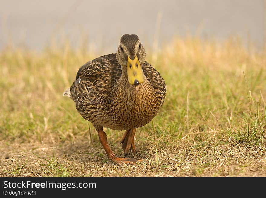 A female mallard waggles towards the camera. A female mallard waggles towards the camera.