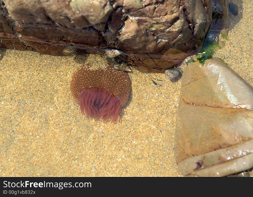 Anemone in clear water