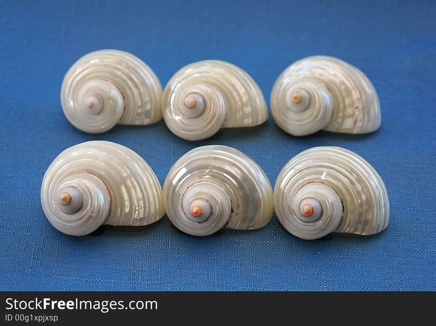 Collection of six seashells in two rows on blue background. Collection of six seashells in two rows on blue background