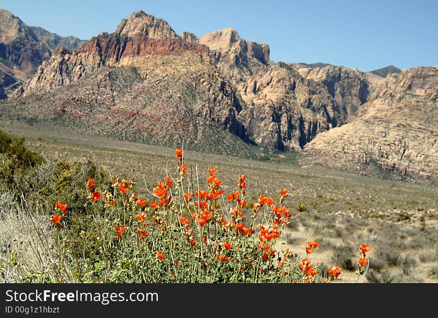 Red rock canyon spring flowers