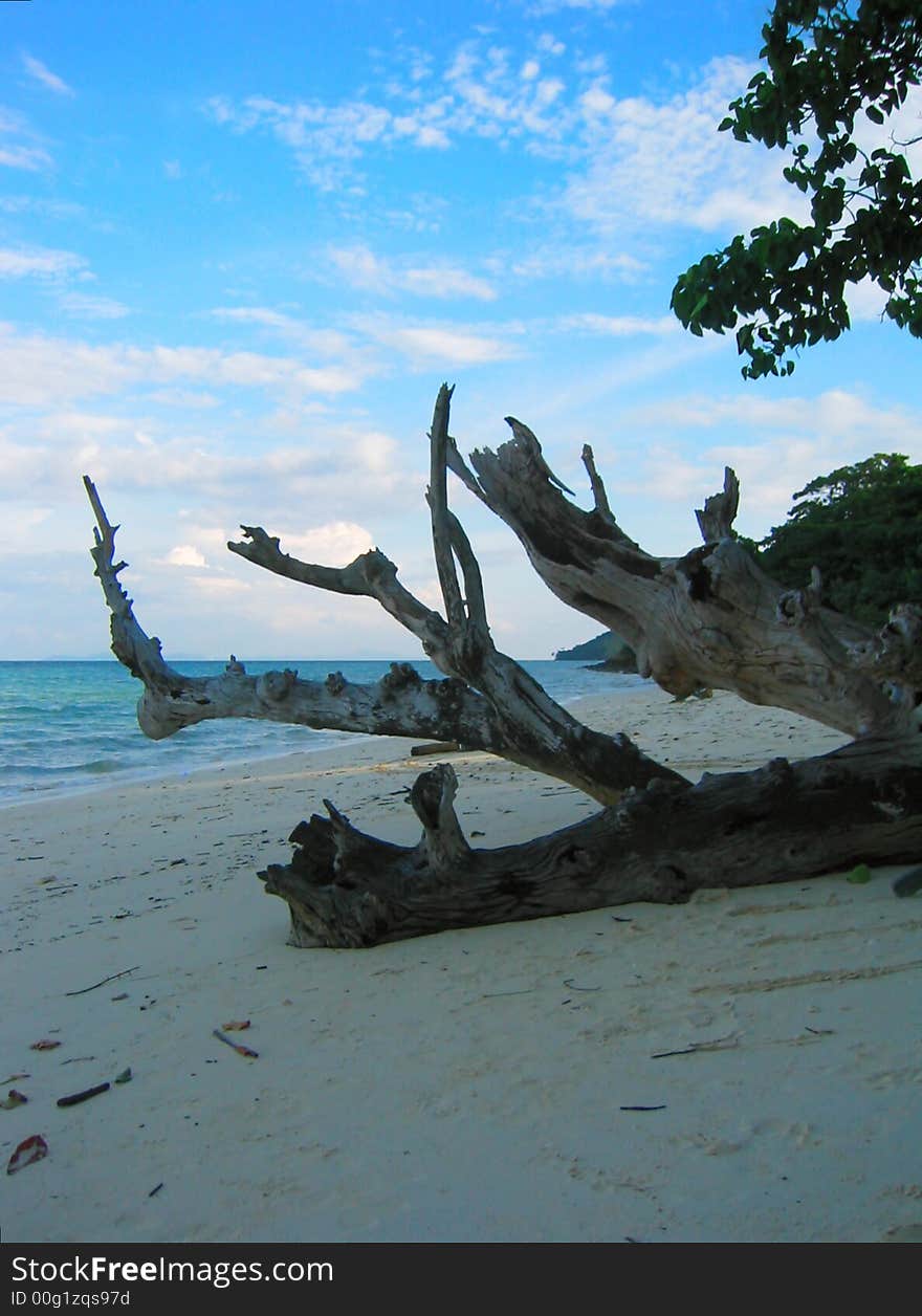 Deadwood at the beach in Laem Ton Sai, Koh Phi Phi Don, Thailand. The peaceful Indian ocean bathes the shore. Deadwood at the beach in Laem Ton Sai, Koh Phi Phi Don, Thailand. The peaceful Indian ocean bathes the shore.