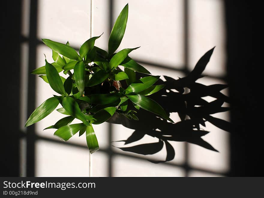 Green plant on the floor