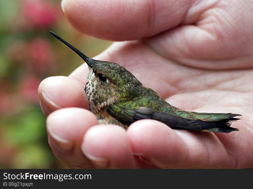 At a hummingbird monitoring station, a tiny female rufous hummingbird sits in the palm of a human hand. At a hummingbird monitoring station, a tiny female rufous hummingbird sits in the palm of a human hand.