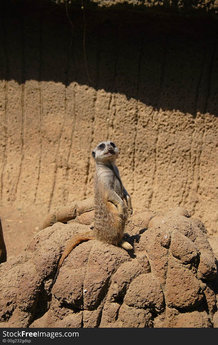 Meerkat looking up