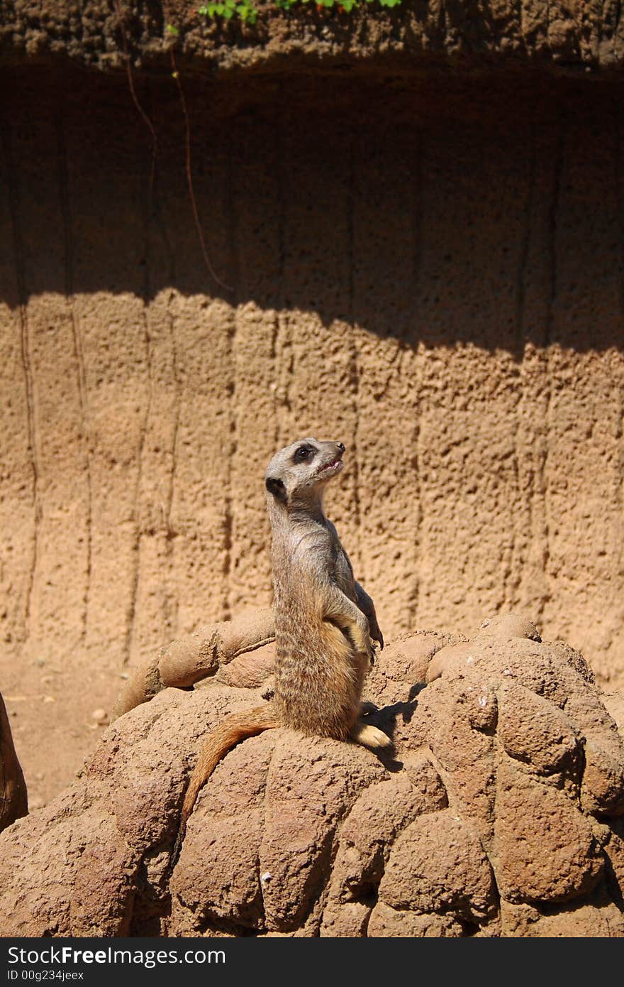 Meerkat looking up