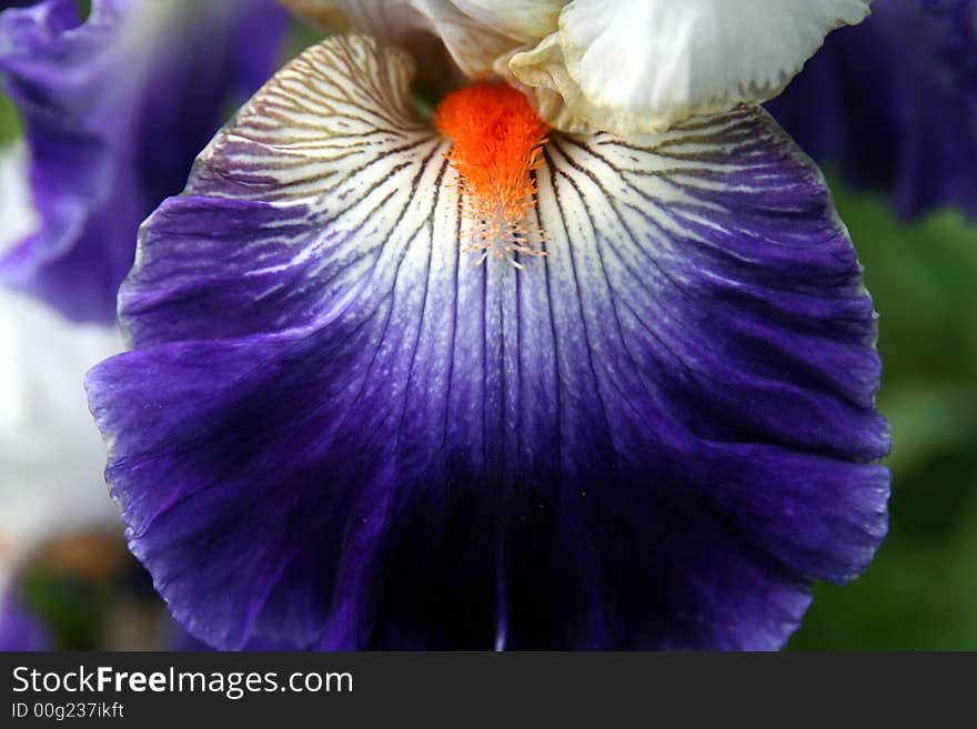 Coloful Iris