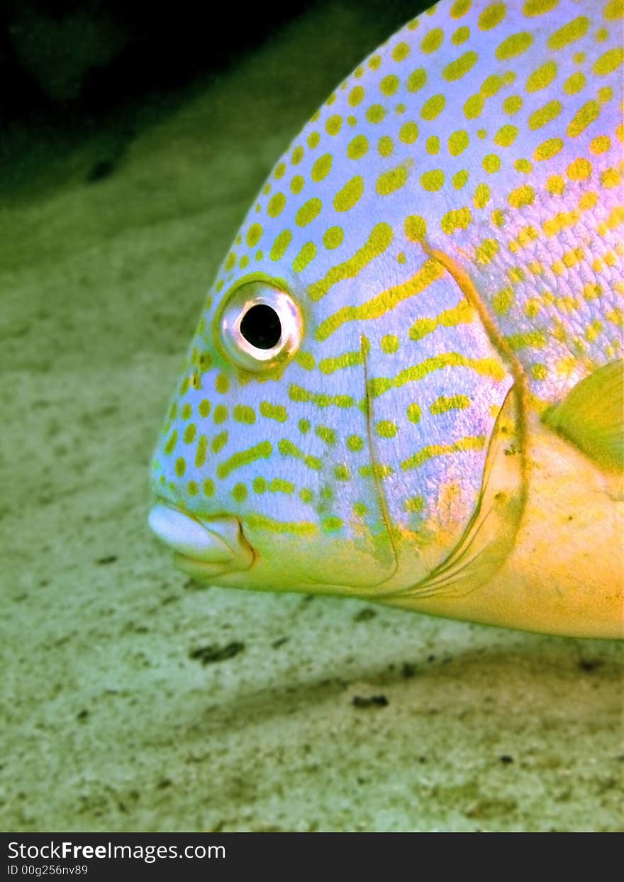 Many-Line Sweetlips