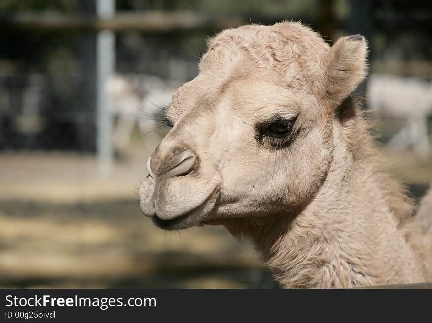 A close up of a camels head. A close up of a camels head