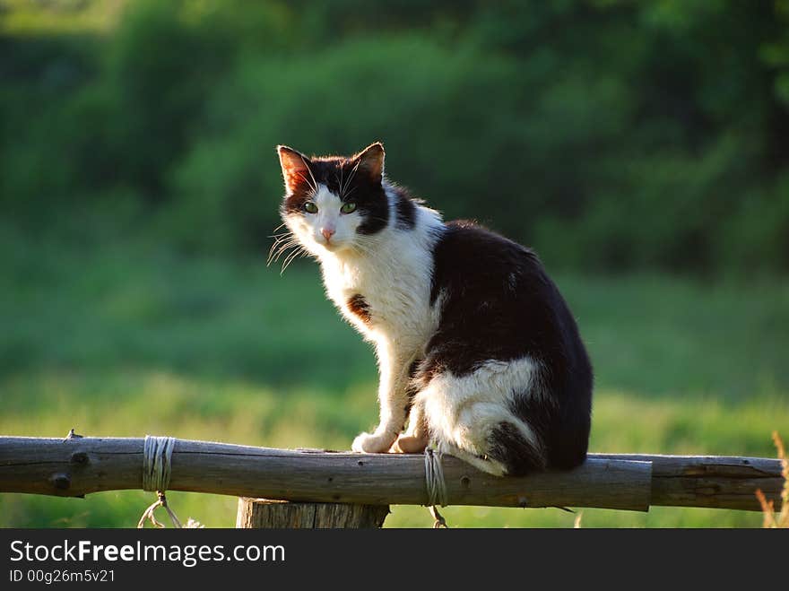 A cat sitting on top of a wooden fence, looking at the camera. A cat sitting on top of a wooden fence, looking at the camera.