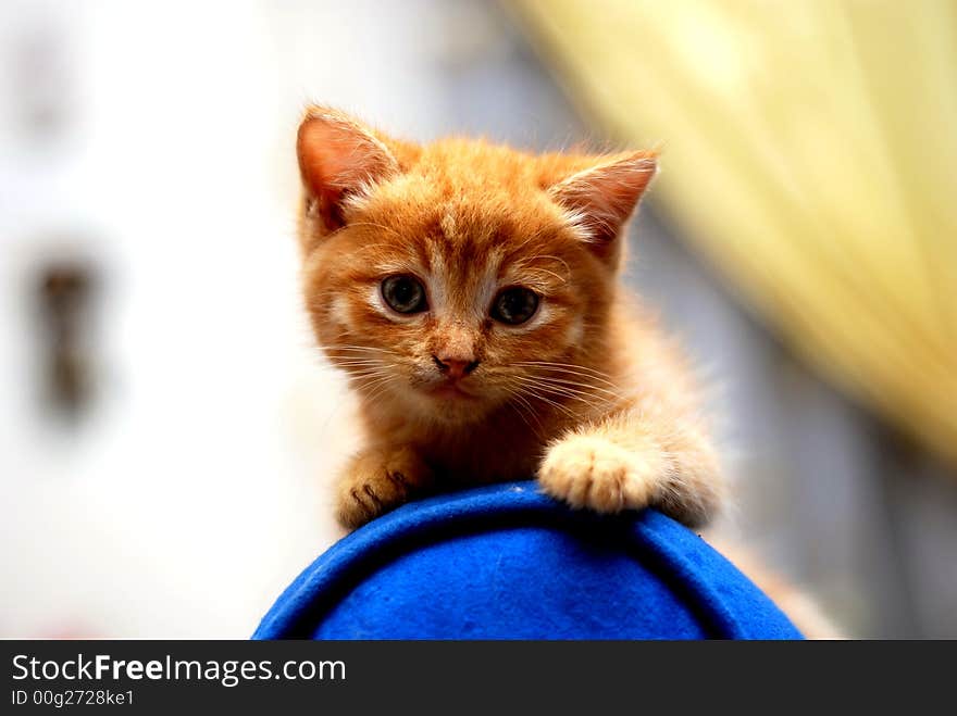 Cute kitten on the blue sofa bed