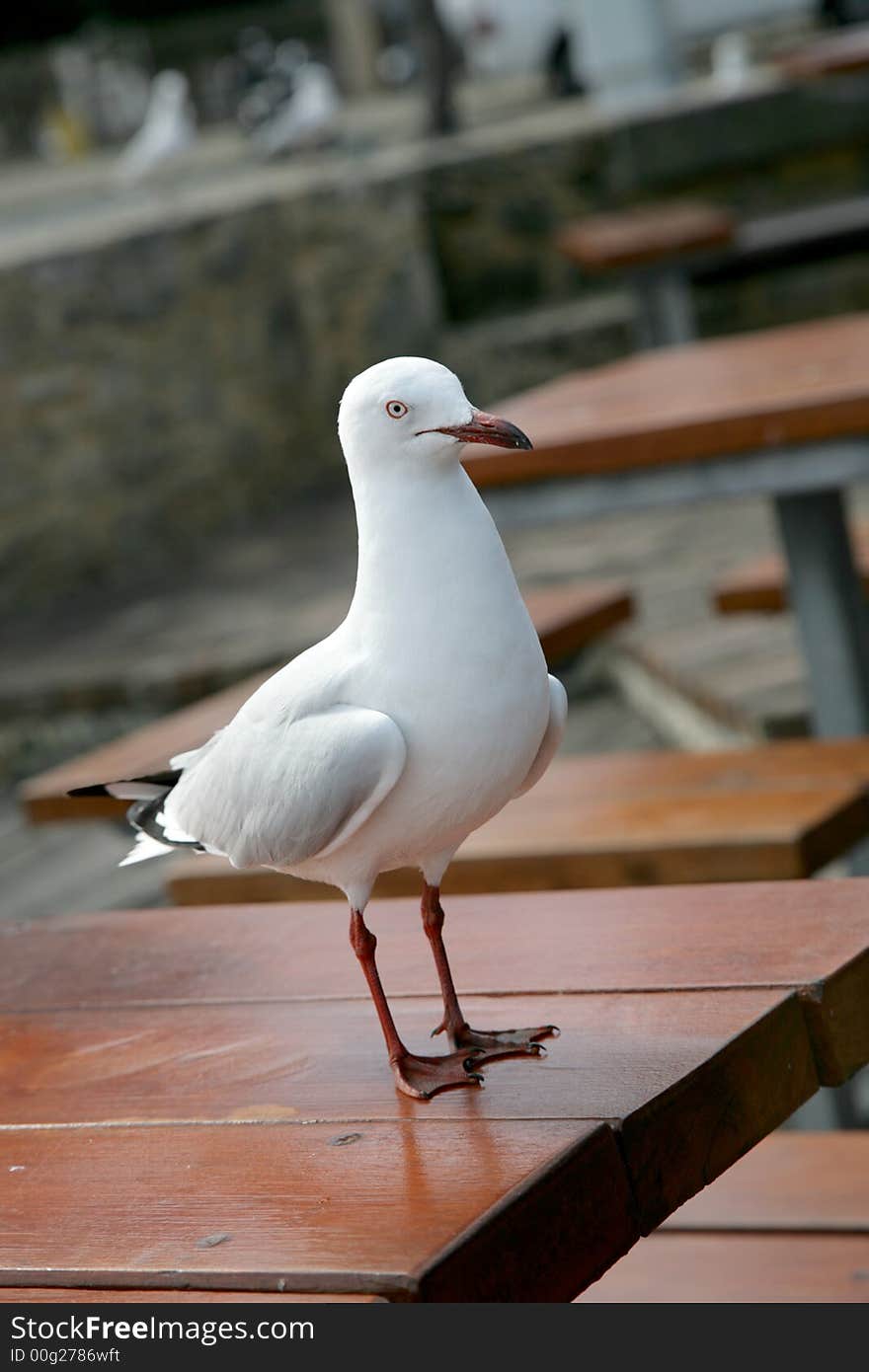 Seagull Stand