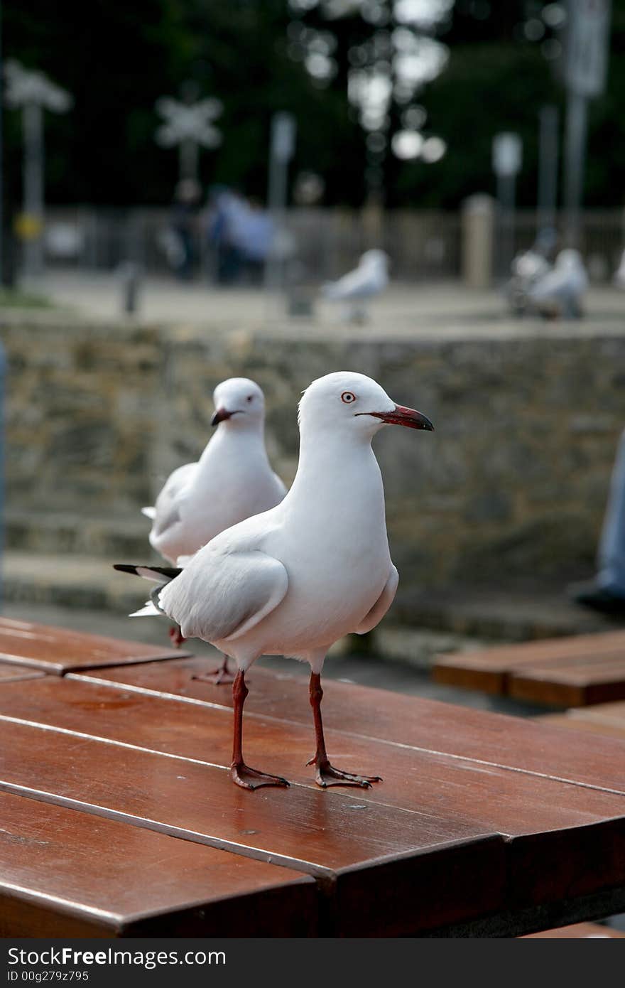 Two seagulls standing on a table. Two seagulls standing on a table