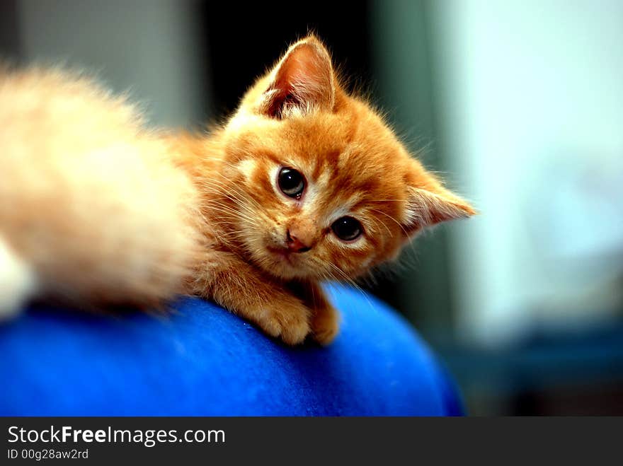 Cute kitten on the blue sofa bed