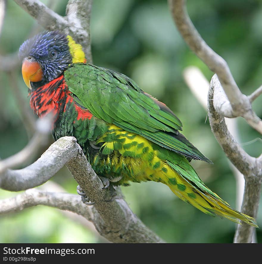 Lory 1