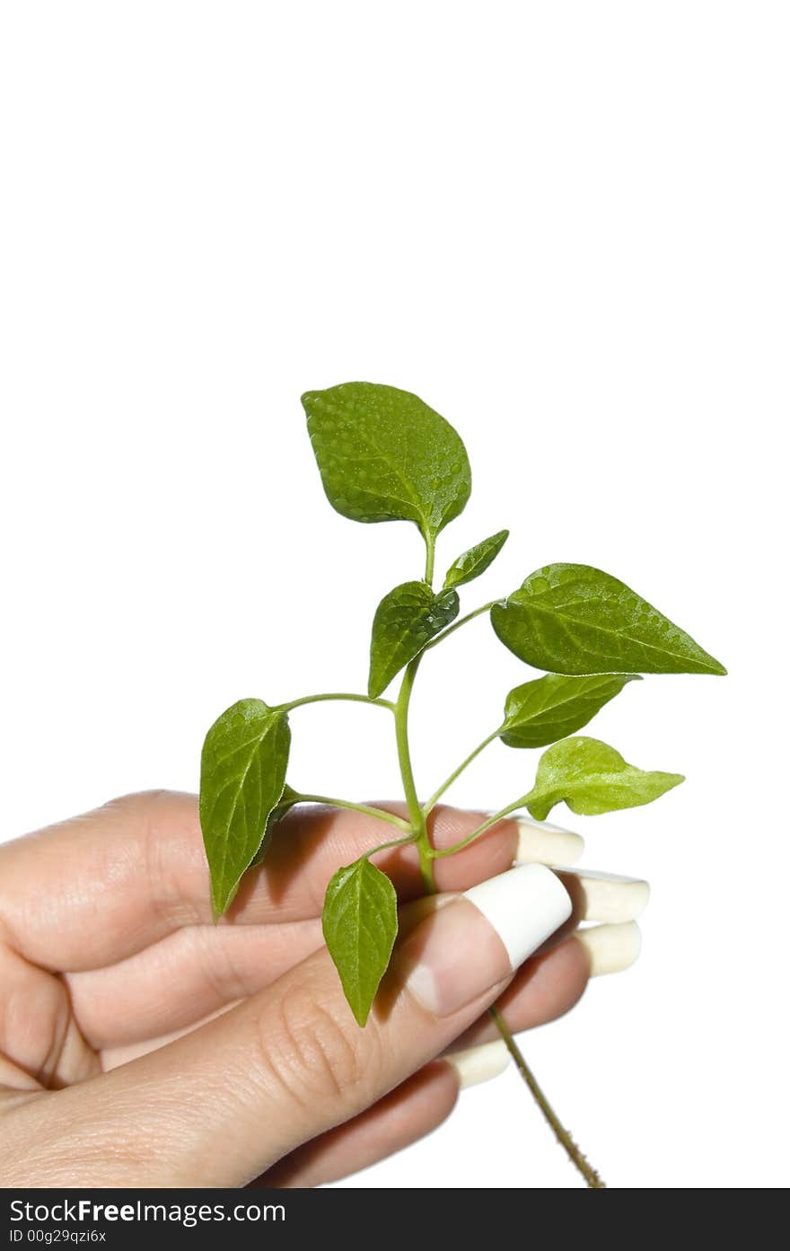 Close up of seedling pepper in hand