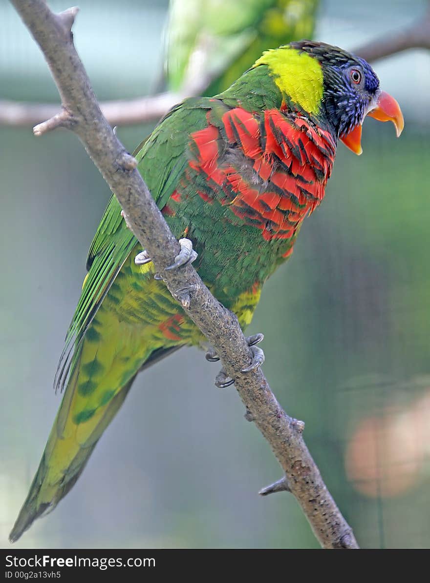 Lory 4