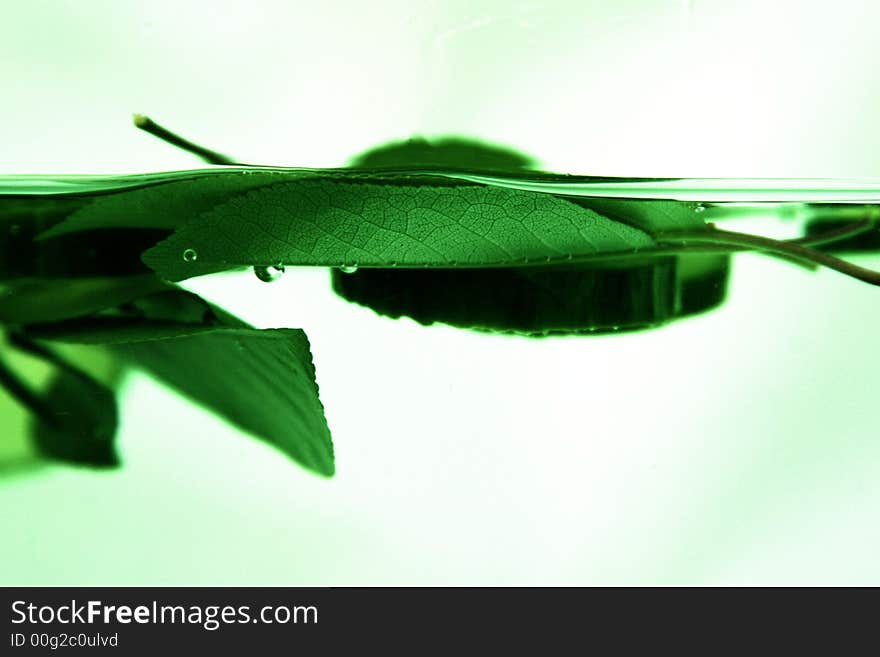 Some deeply green cucumbers in the water