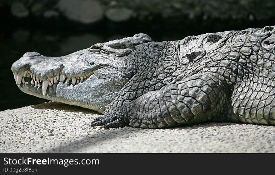 Nilotic Crocodile 1