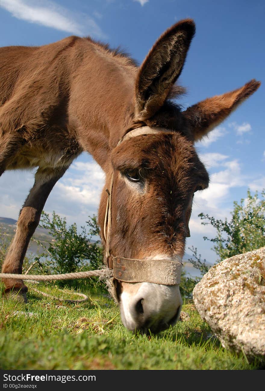 PORTUGUESE donkey at a farm