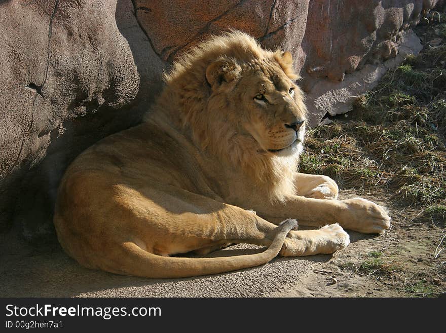 The African lion sits in the sunshine (Toronto zoo)