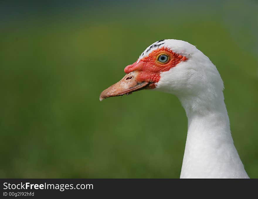 Goose - icon farm bird